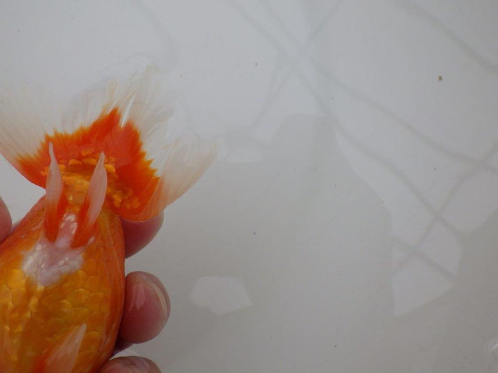 【全国大会優等賞獲得多数のブリーダー】背が綺麗で横見が映えるらんちゅう 約13㎝ オス?