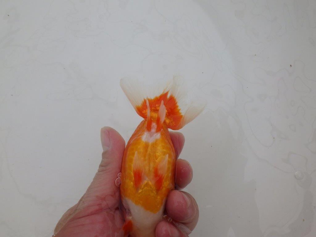 【全国大会優等賞獲得多数のブリーダー】背が綺麗で横見が映えるらんちゅう 約13㎝ オス?