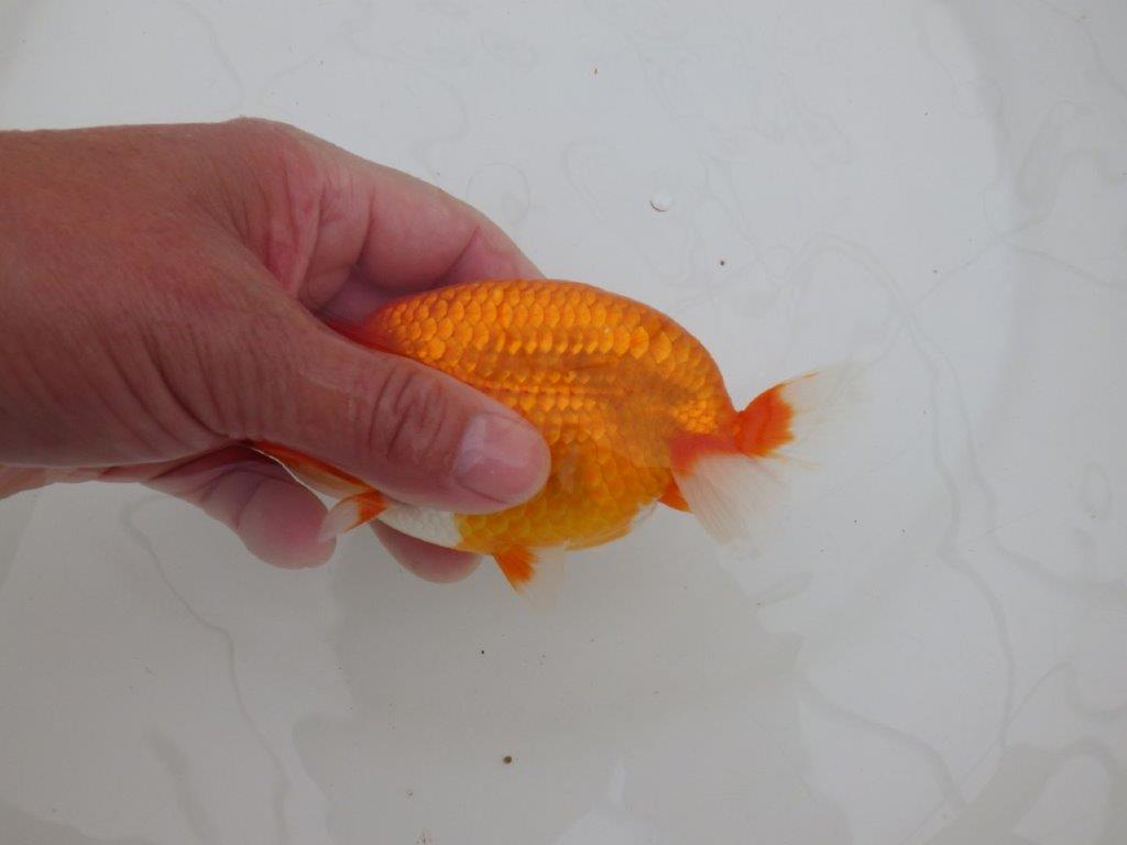 【全国大会優等賞獲得多数のブリーダー】背が綺麗で横見が映えるらんちゅう 約13㎝ オス?