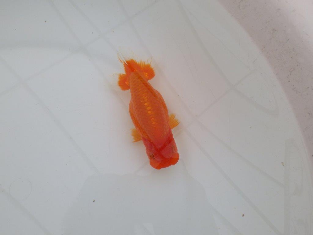 【全国大会優等賞獲得多数のブリーダー】タネに見どころあり!らんちゅう 約12,5㎝ オス?