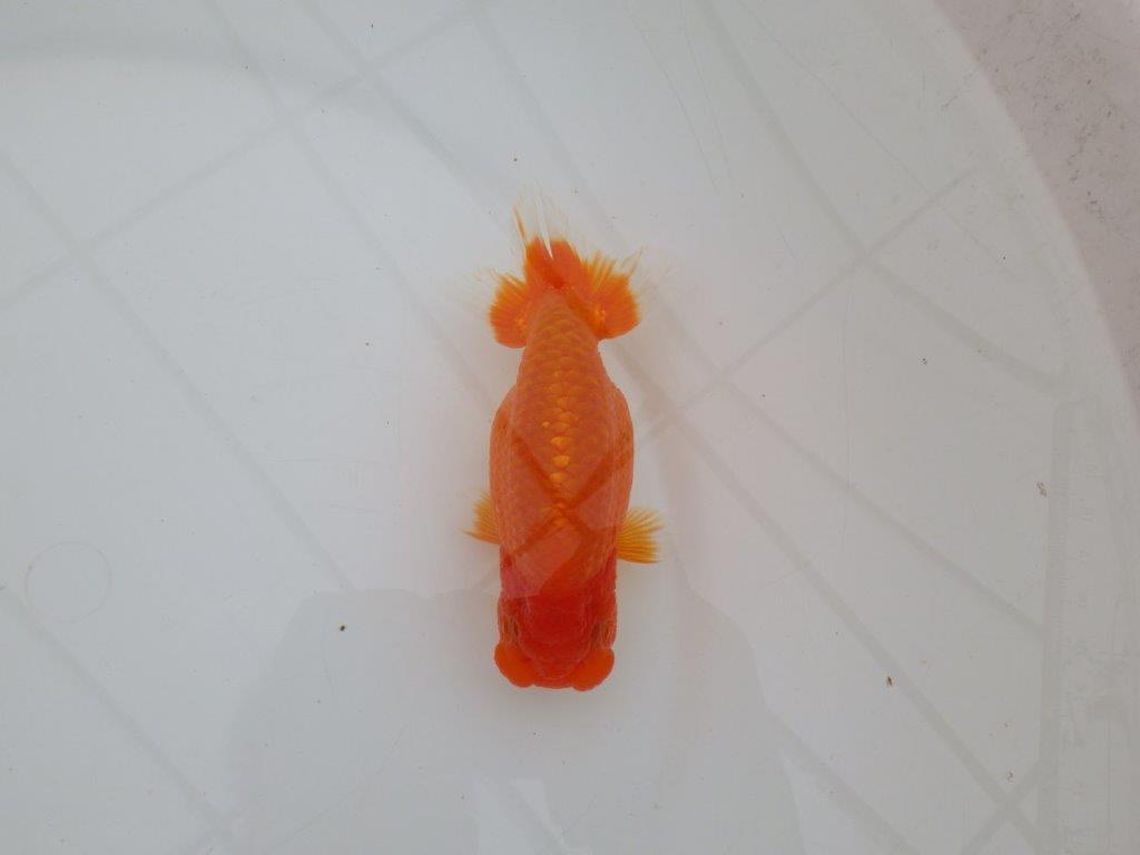 【全国大会優等賞獲得多数のブリーダー】タネに見どころあり!らんちゅう 約12,5㎝ オス?