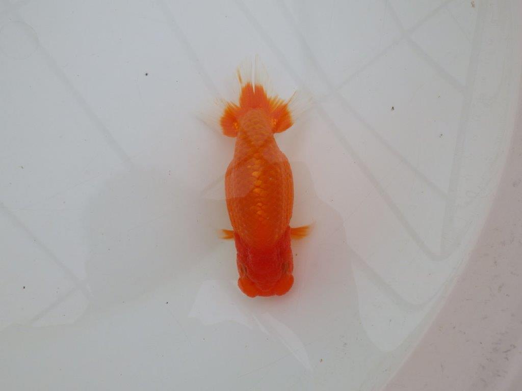 【全国大会優等賞獲得多数のブリーダー】タネに見どころあり!らんちゅう 約12,5㎝ オス?