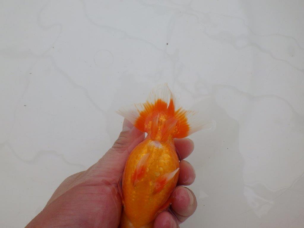 【全国大会優等賞獲得多数のブリーダー】タネに見どころあり!らんちゅう 約12,5㎝ オス?