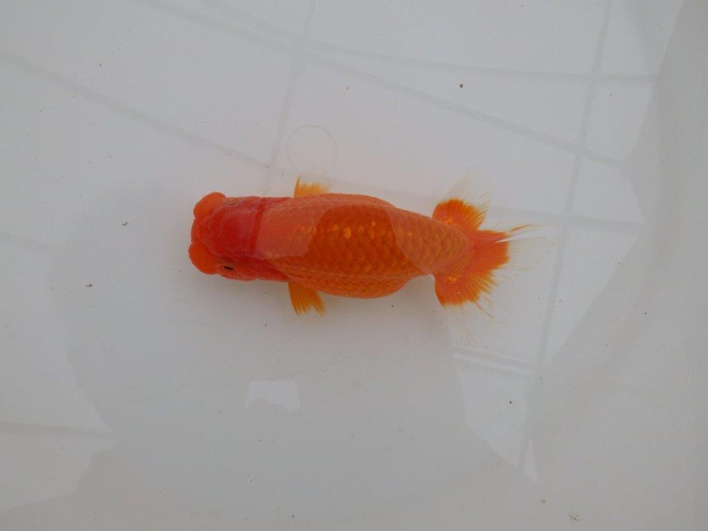 【全国大会優等賞獲得多数のブリーダー】タネに見どころあり!らんちゅう 約12,5㎝ オス?