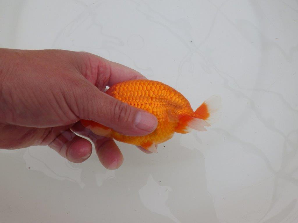 【全国大会優等賞獲得多数のブリーダー】タネに見どころあり!らんちゅう 約12,5㎝ オス?