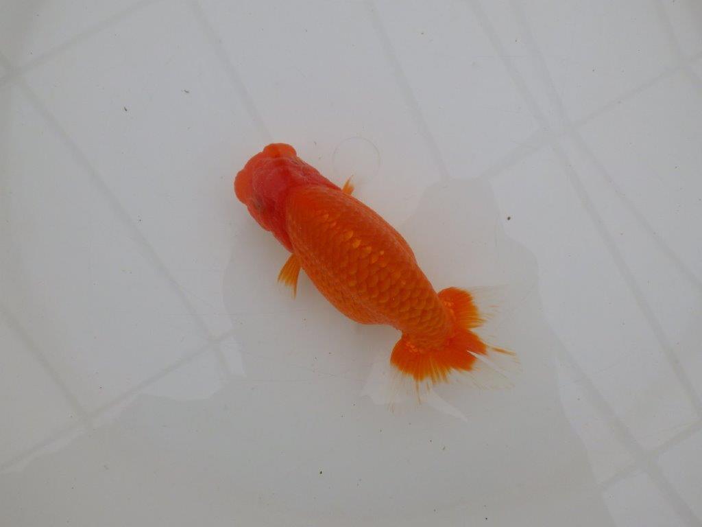 【全国大会優等賞獲得多数のブリーダー】タネに見どころあり!らんちゅう 約12,5㎝ オス?