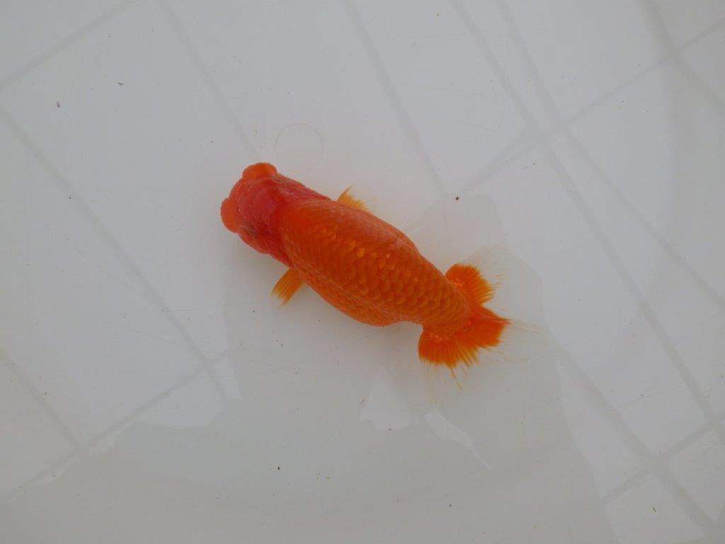 【全国大会優等賞獲得多数のブリーダー】タネに見どころあり!らんちゅう 約12,5㎝ オス?