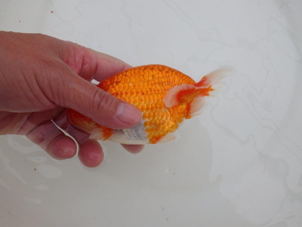 【全国大会優等賞獲得多数のブリーダー】水槽飼育お勧め!横見が映えるらんちゅう 約14㎝ オス?