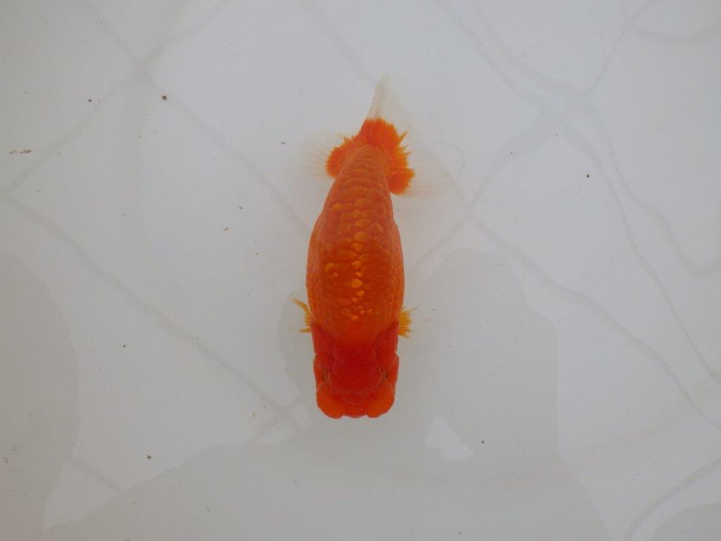 【全国大会優等賞獲得多数のブリーダー】水槽飼育お勧め!横見が映えるらんちゅう 約14㎝ オス?