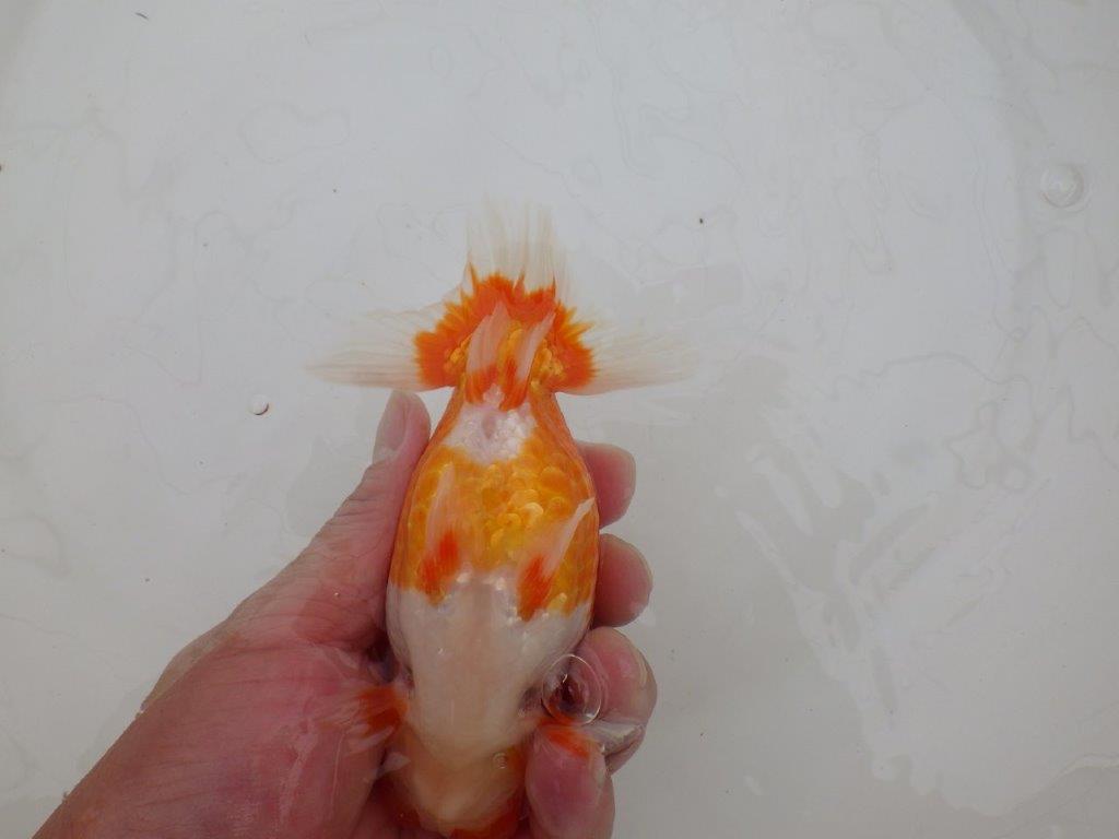 【全国大会優等賞獲得多数のブリーダー】水槽飼育お勧め!横見が映えるらんちゅう 約14㎝ オス?