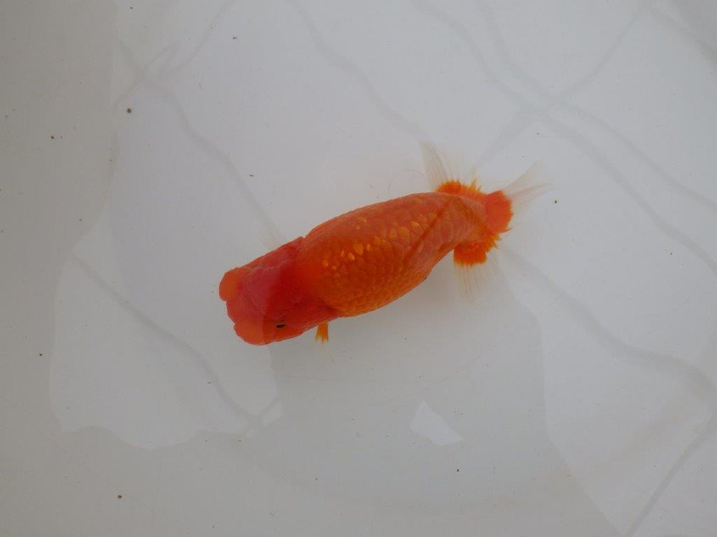 【全国大会優等賞獲得多数のブリーダー】水槽飼育お勧め!横見が映えるらんちゅう 約14㎝ オス?