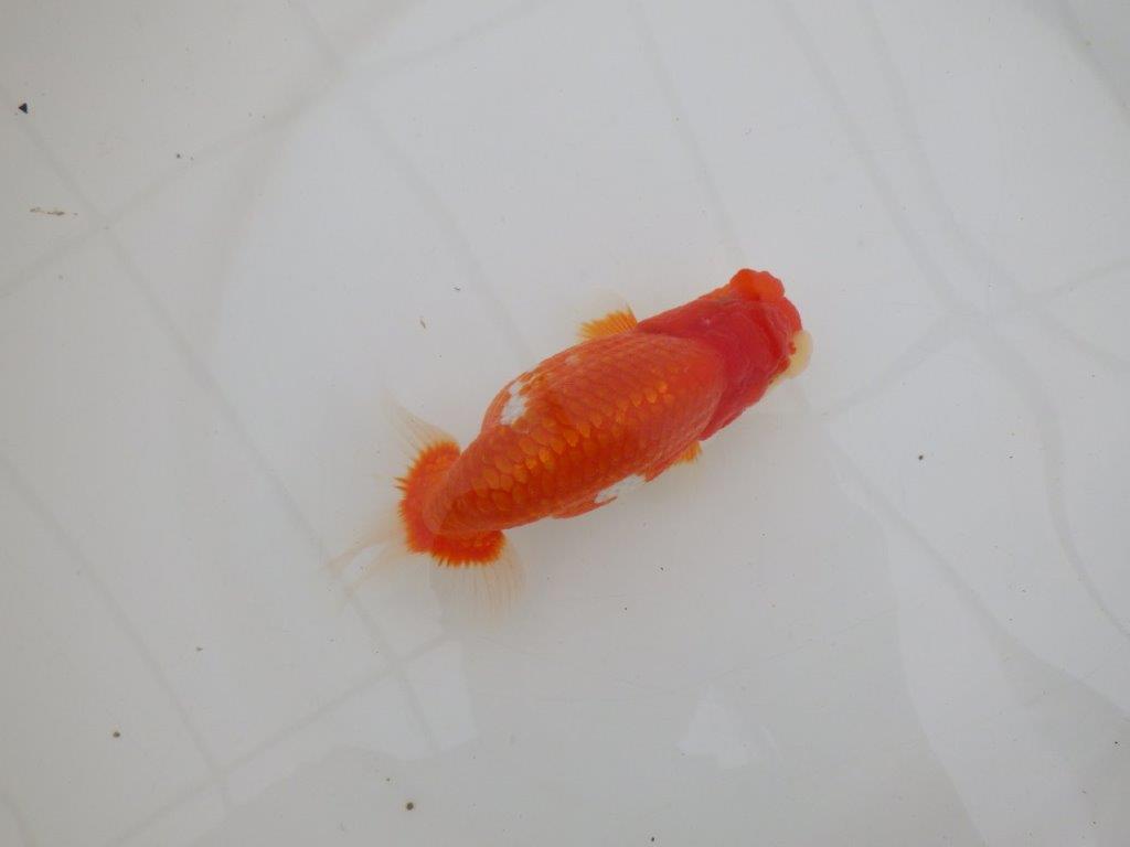 【全国大会優等賞獲得多数のブリーダー】綺麗な更紗らんちゅう 約14,5㎝ オス?