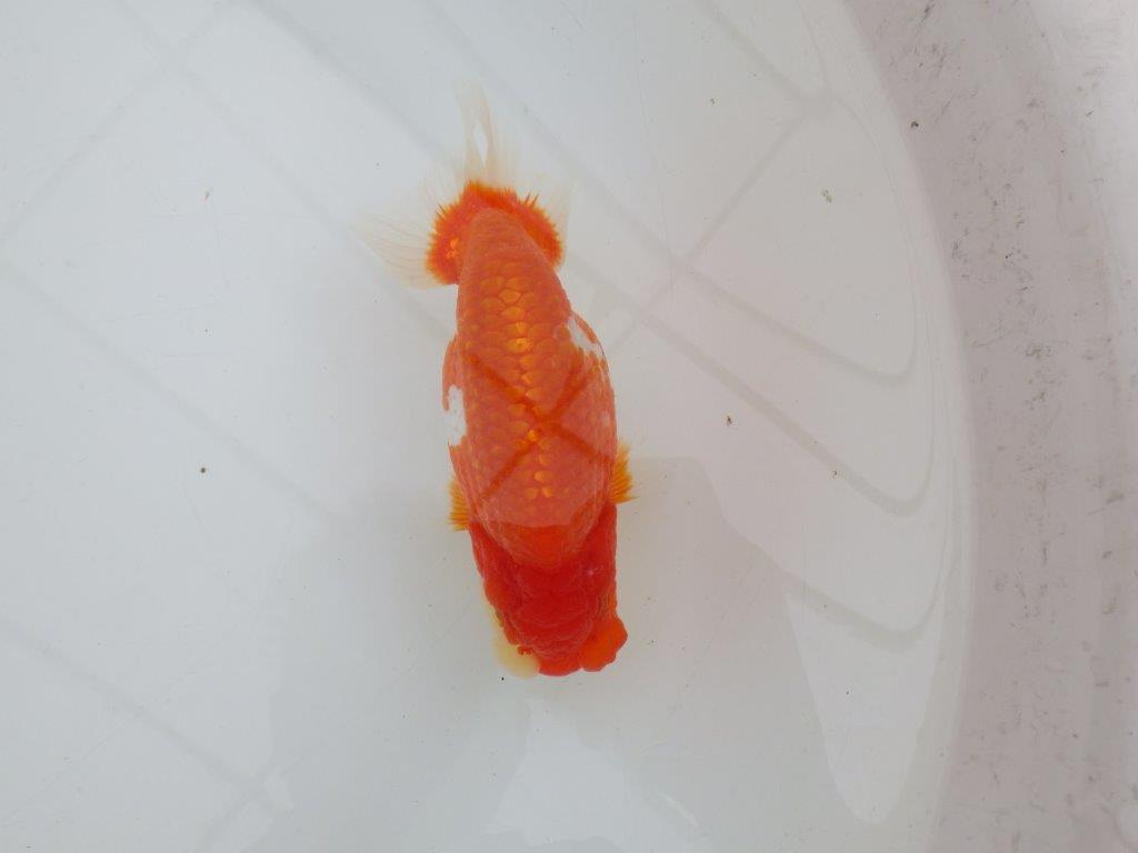 【全国大会優等賞獲得多数のブリーダー】綺麗な更紗らんちゅう 約14,5㎝ オス?