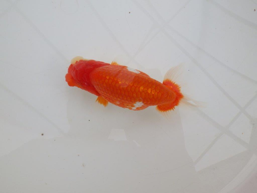 【全国大会優等賞獲得多数のブリーダー】綺麗な更紗らんちゅう 約14,5㎝ オス?