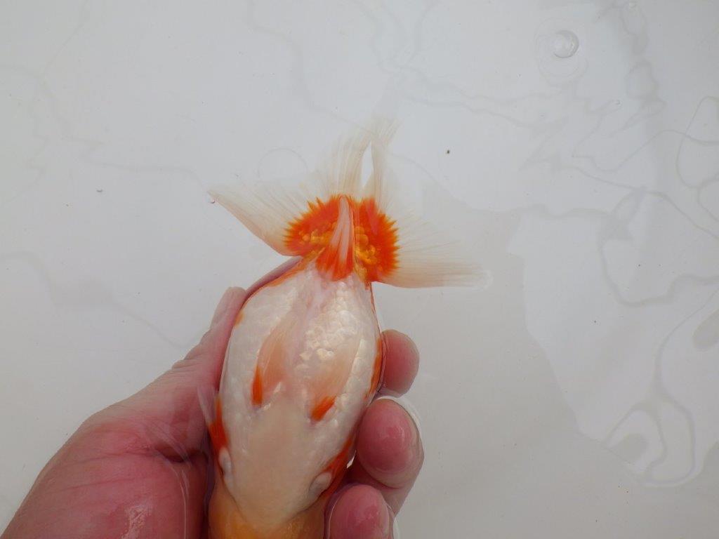 【全国大会優等賞獲得多数のブリーダー】綺麗な更紗らんちゅう 約14,5㎝ オス?