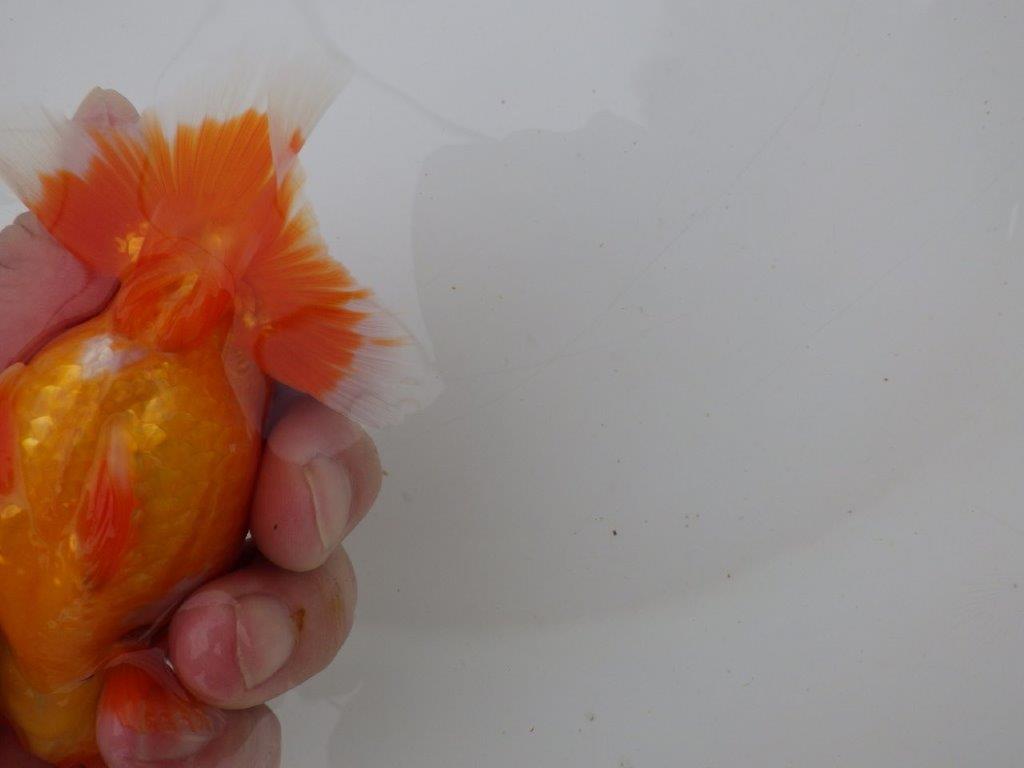 【全国大会優等賞獲得多数のブリーダー】飼い込む価値あり!らんちゅう 約11,5㎝ オス?