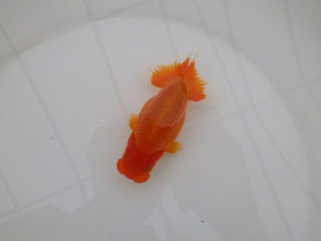 【全国大会優等賞獲得多数のブリーダー】飼い込む価値あり!らんちゅう 約11,5㎝ オス?