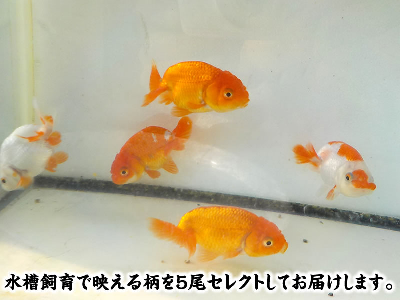 秋の観賞お勧め水槽映え！らんちゅう更紗＆赤 ５尾セット【期間限定】