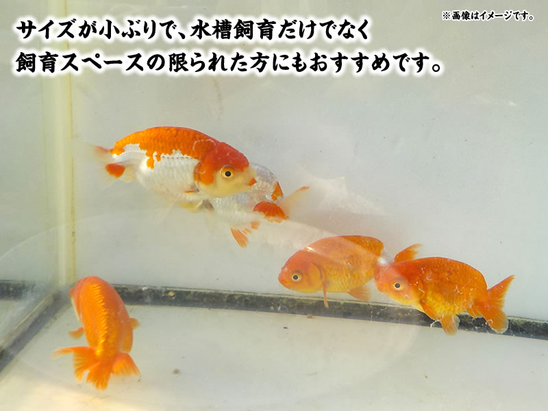 秋の観賞お勧め水槽映え！らんちゅう更紗＆赤 ５尾セット【期間限定】