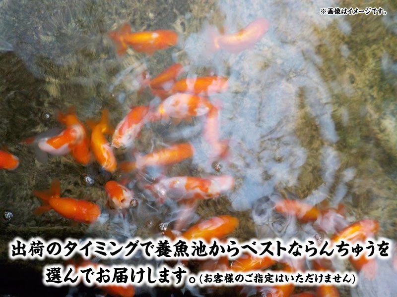 秋の観賞お勧め水槽映え！らんちゅう更紗＆赤 ５尾セット【期間限定】