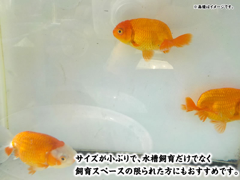 秋の観賞お勧め水槽映え！らんちゅう更紗＆赤 3尾セット【期間限定】