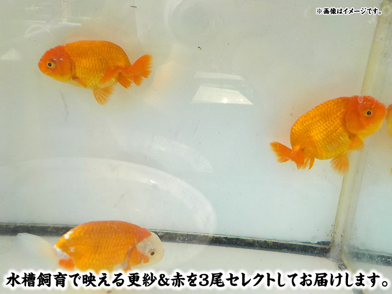 秋の観賞お勧め水槽映え！らんちゅう更紗＆赤 3尾セット【期間限定】