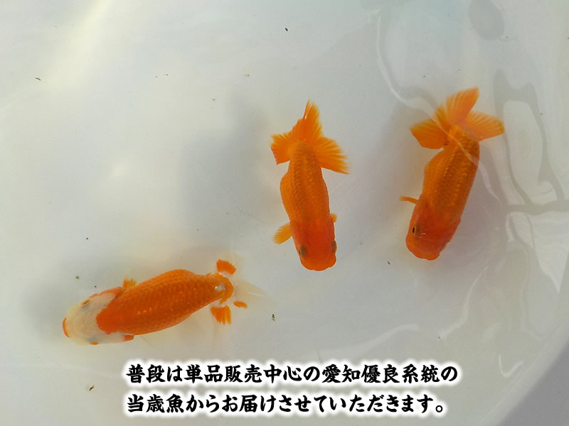 秋の観賞お勧め水槽映え！らんちゅう更紗＆赤 3尾セット【期間限定】