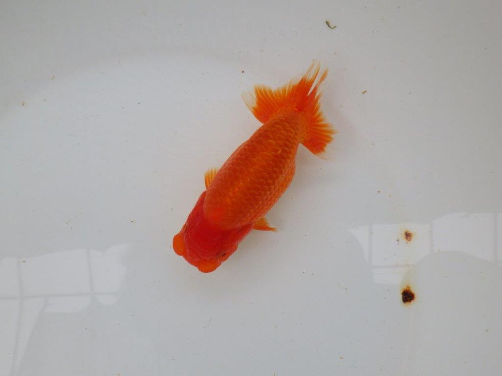 【愛知 小早川義幸氏　当歳らんちゅう 】尾型が良く種にもお勧めのらんちゅう　約12,5cm メス？