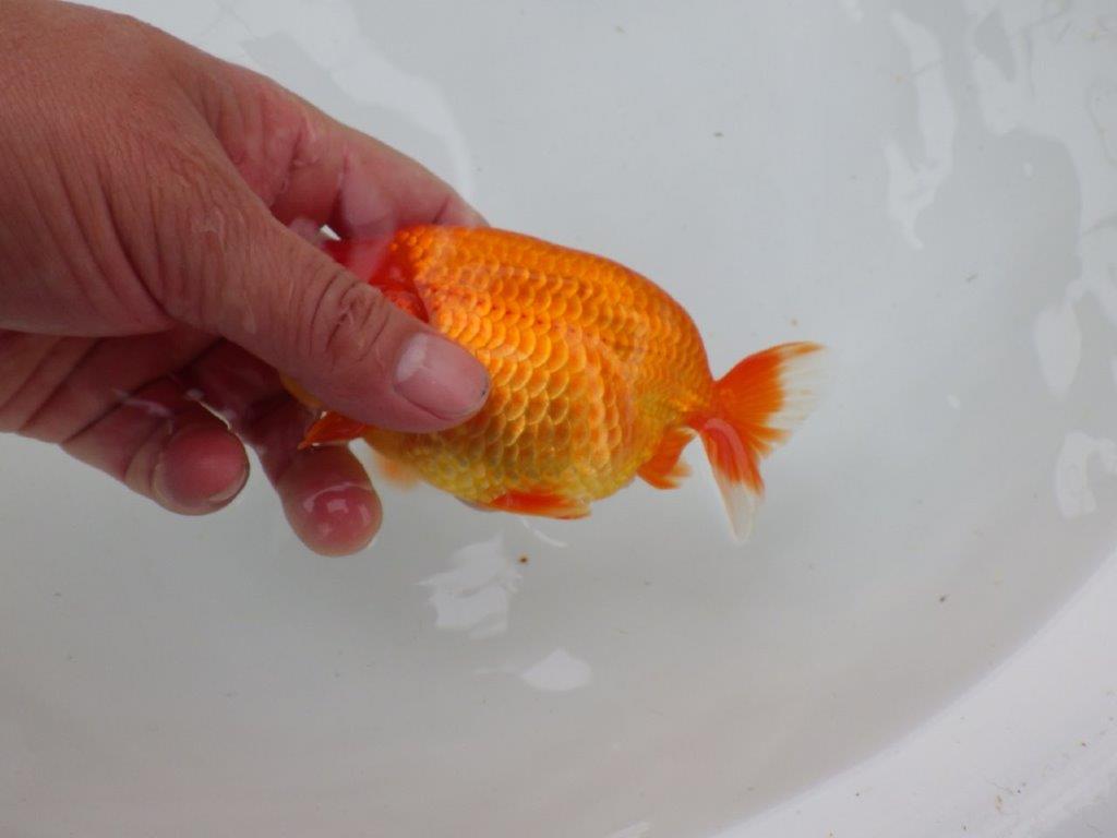 【愛知 小早川義幸氏　当歳らんちゅう 】尾型が良く種にもお勧めのらんちゅう　約12,5cm メス？