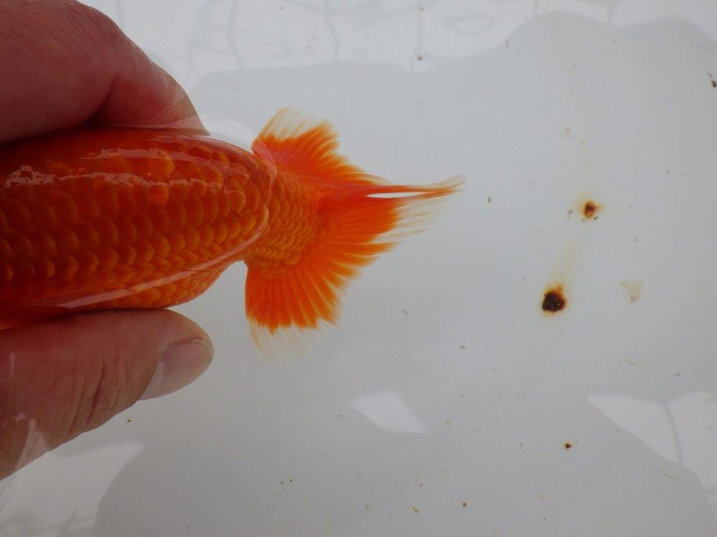 【愛知 小早川義幸氏　当歳らんちゅう 】尾型が良く種にもお勧めのらんちゅう　約12,5cm メス？