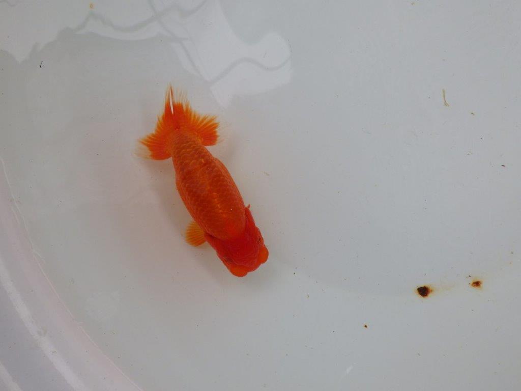 【愛知 小早川義幸氏　当歳らんちゅう 】尾型が良く種にもお勧めのらんちゅう　約12,5cm メス？