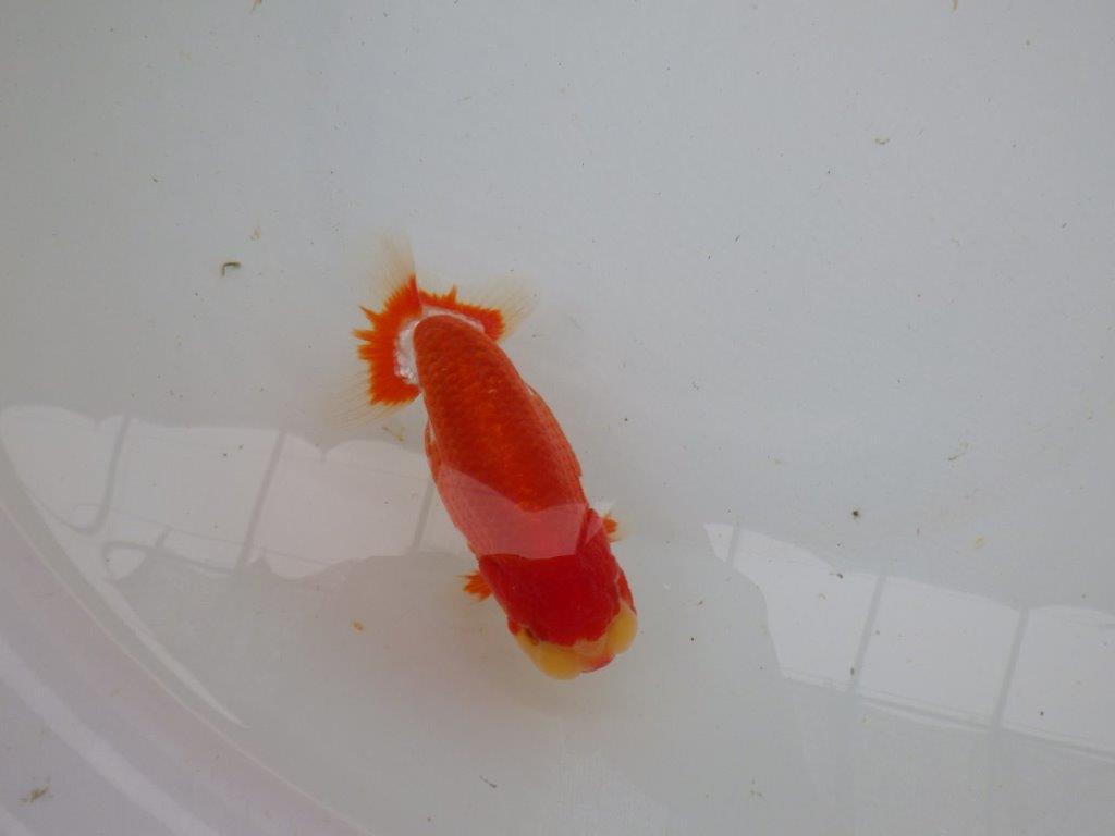 【愛知 小早川義幸氏 当歳らんちゅう 】色艶の良い更紗らんちゅう 約13cm オス?