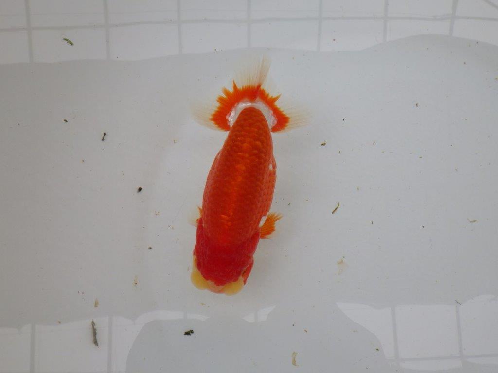 【愛知 小早川義幸氏 当歳らんちゅう 】色艶の良い更紗らんちゅう 約13cm オス?