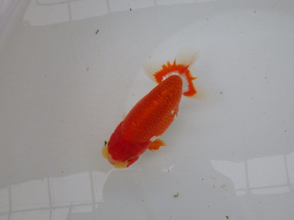 【愛知 小早川義幸氏 当歳らんちゅう 】色艶の良い更紗らんちゅう 約13cm オス?