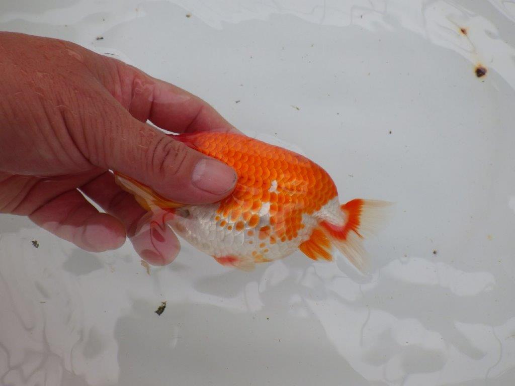 【愛知 小早川義幸氏 当歳らんちゅう 】色艶の良い更紗らんちゅう 約13cm オス?