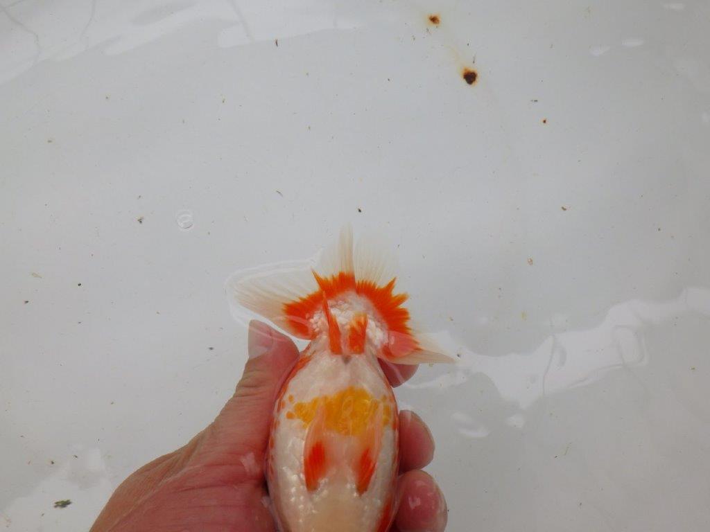 【愛知 小早川義幸氏 当歳らんちゅう 】色艶の良い更紗らんちゅう 約13cm オス?