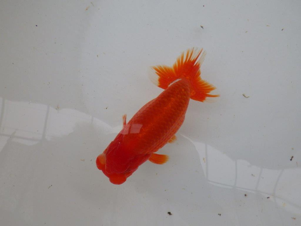 【愛知 小早川義幸氏 当歳らんちゅう 】上見の良い更紗らんちゅう 約14cm オス?