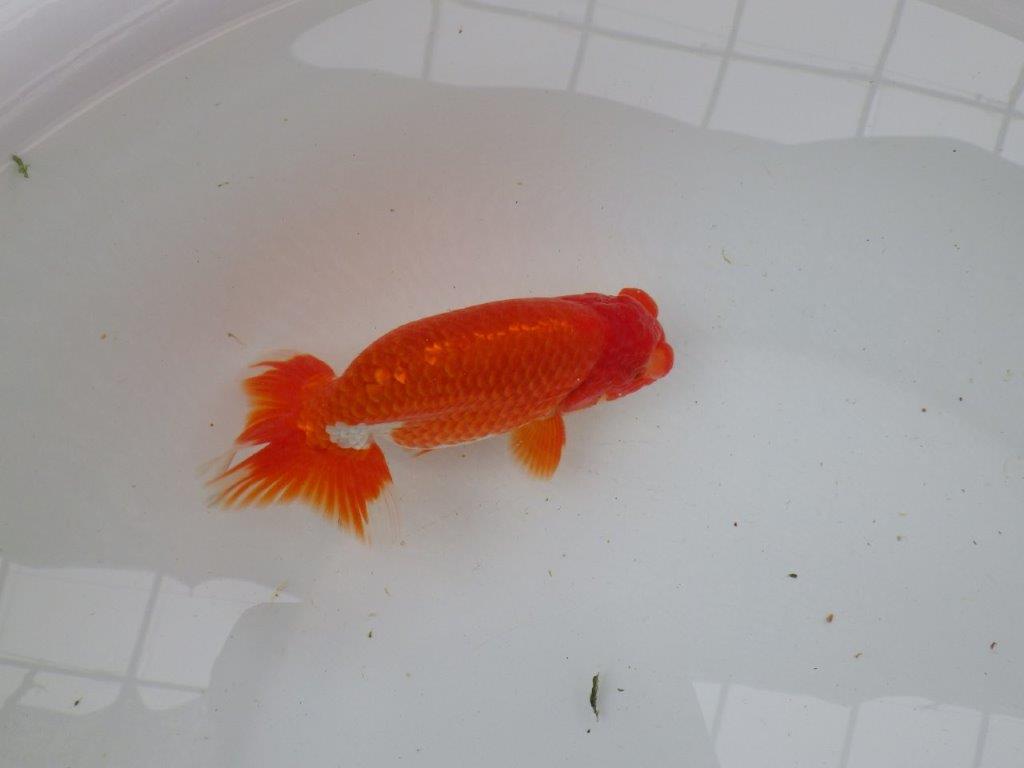 【愛知 小早川義幸氏 当歳らんちゅう 】上見の良い更紗らんちゅう 約14cm オス?