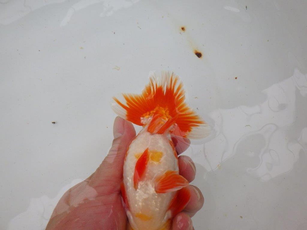 【愛知 小早川義幸氏 当歳らんちゅう 】上見の良い更紗らんちゅう 約14cm オス?