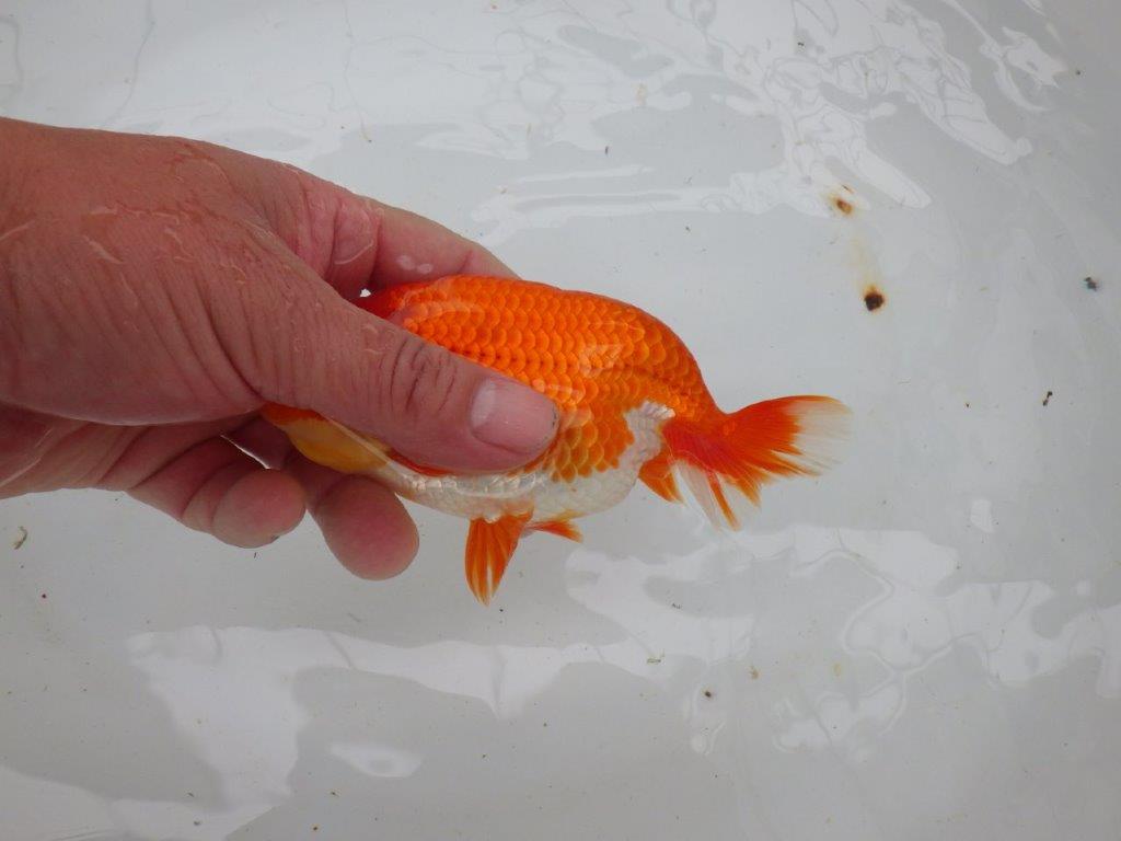 【愛知 小早川義幸氏 当歳らんちゅう 】上見の良い更紗らんちゅう 約14cm オス?