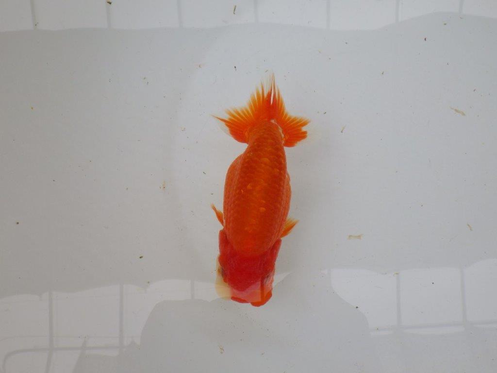 【愛知 小早川義幸氏 当歳らんちゅう 】ご鑑賞お勧めのらんちゅう 約12,5cm メス?