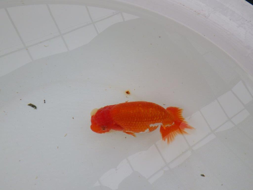 【愛知 小早川義幸氏 当歳らんちゅう 】ご鑑賞お勧めのらんちゅう 約12,5cm メス?