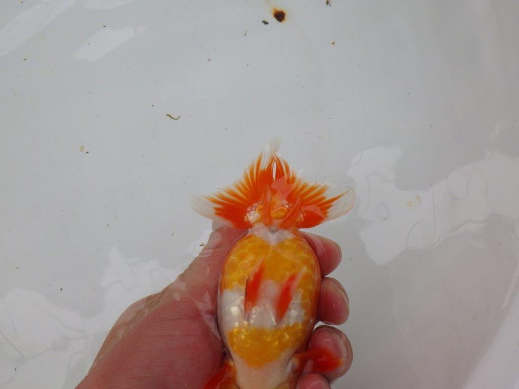 【愛知 小早川義幸氏 当歳らんちゅう 】ご鑑賞お勧めのらんちゅう 約12,5cm メス?