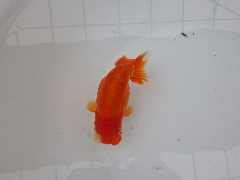 【愛知 小早川義幸氏 当歳らんちゅう 】ご鑑賞お勧めのらんちゅう 約12,5cm メス?