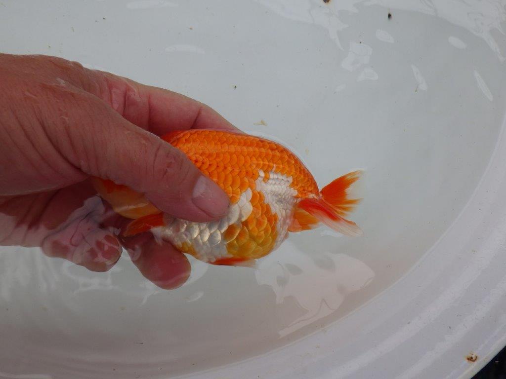 【愛知 小早川義幸氏 当歳らんちゅう 】ご鑑賞お勧めのらんちゅう 約12,5cm メス?