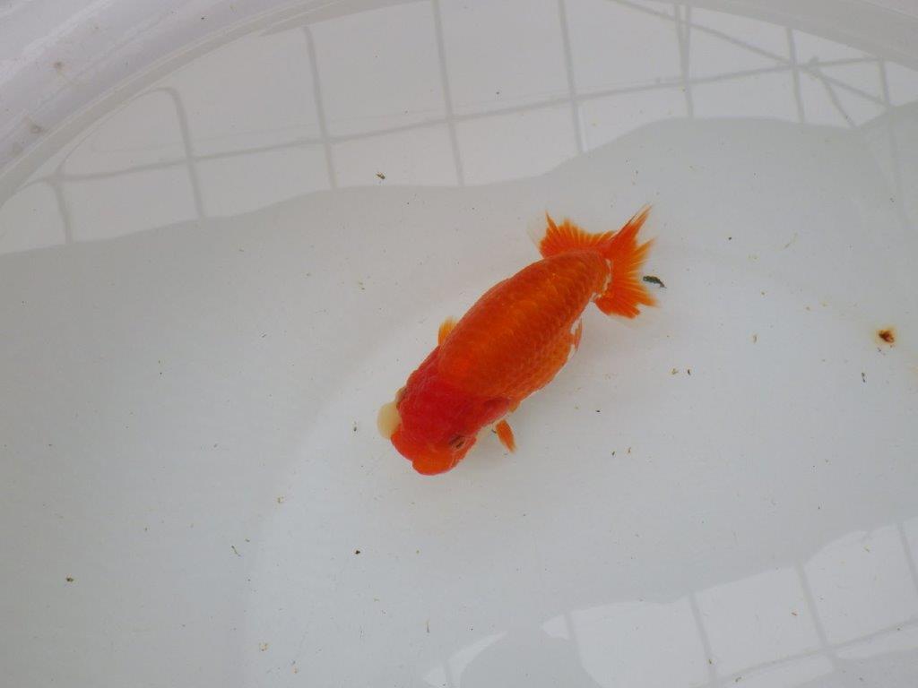 【愛知 小早川義幸氏 当歳らんちゅう 】ご鑑賞お勧めのらんちゅう 約12,5cm メス?