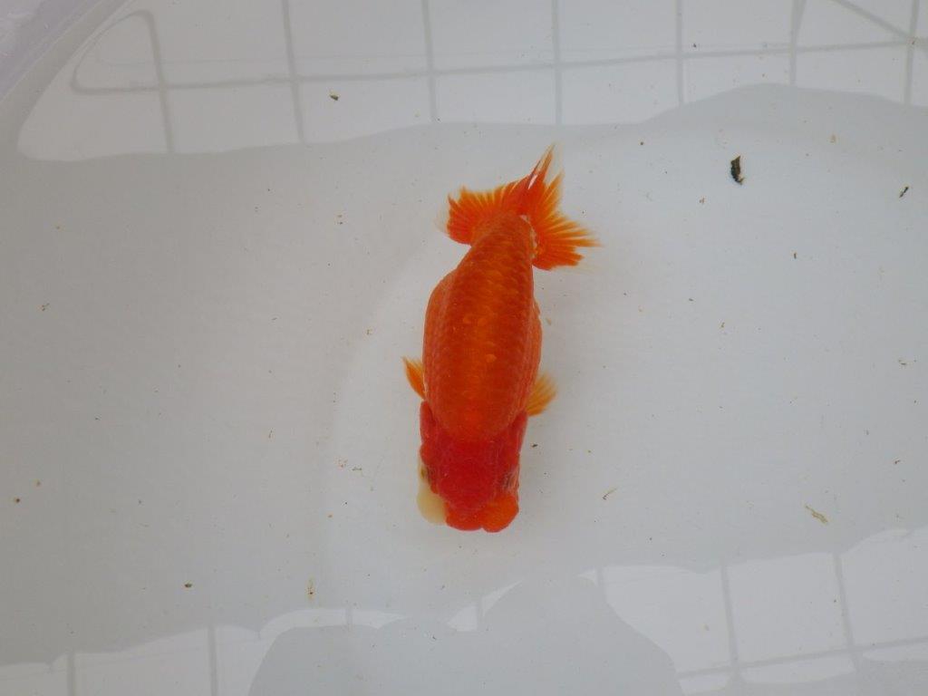 【愛知 小早川義幸氏 当歳らんちゅう 】ご鑑賞お勧めのらんちゅう 約12,5cm メス?