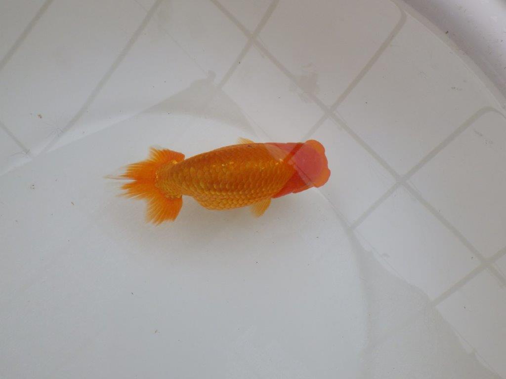 【 愛知超優良系統様】頭も良く背のラインも綺麗な当歳らんちゅう 約14㎝