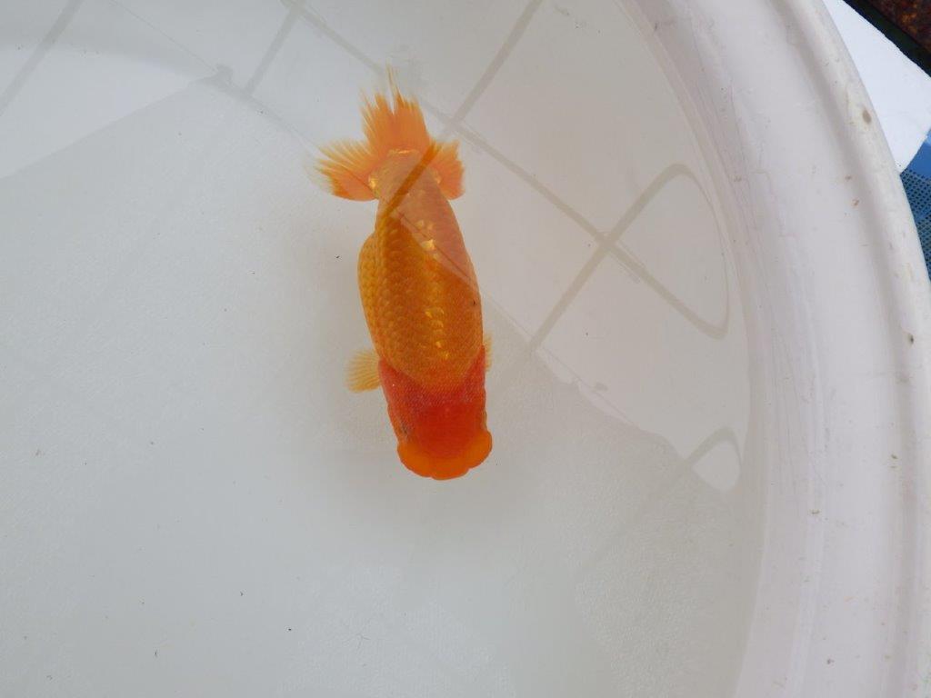 【 愛知超優良系統様】頭も良く背のラインも綺麗な当歳らんちゅう 約14㎝