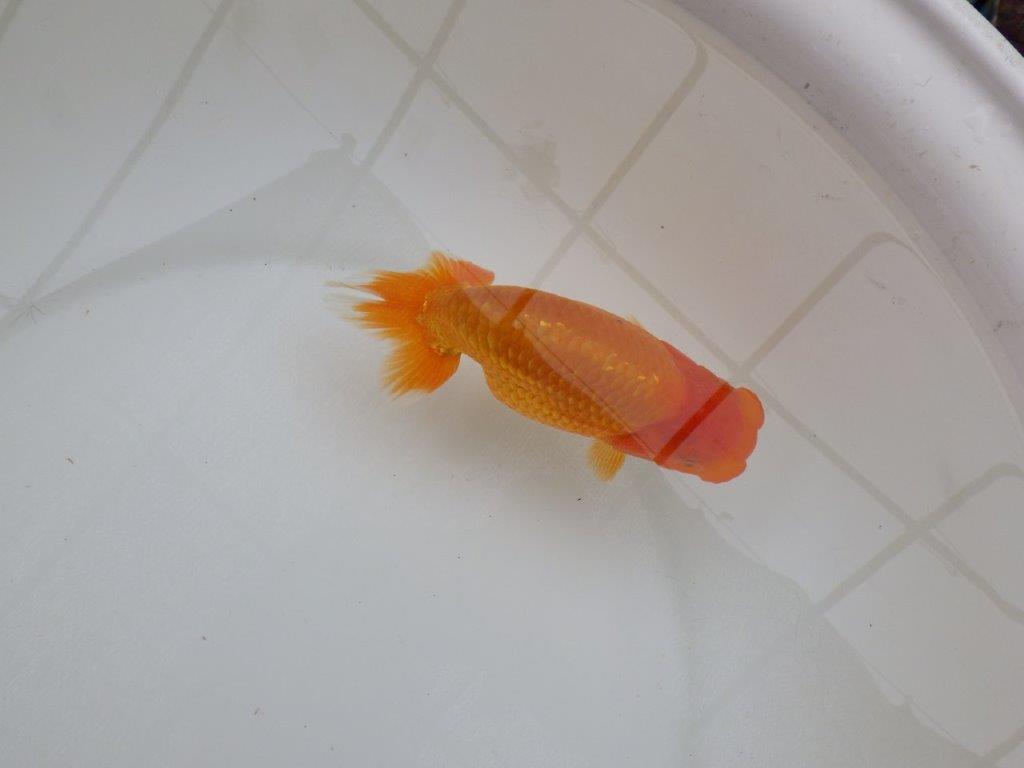 【 愛知超優良系統様】頭も良く背のラインも綺麗な当歳らんちゅう 約14㎝